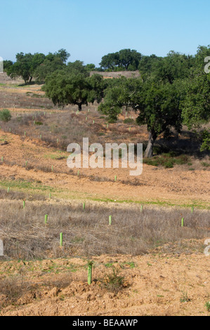 trockene Felder mit Eiche Bäume Herdade de Sao Miguel Alentejo Portugal Stockfoto