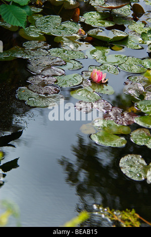 Seerosen im Teich Stockfoto