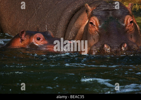 Nahaufnahme von einem Erwachsenen Hippo mit Baby nah beieinander in der das Wasser Stockfoto