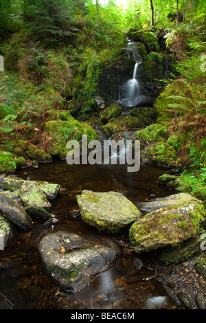 Ein kleiner Wasserfall, die letztlich in den Fluss Conwy in Betws-y-Coed fließt von einer üppigen Vegetation umgeben, Wales, Großbritannien Stockfoto