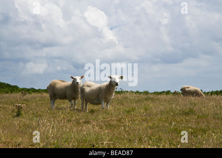 dh LITTLE SARK SARK INSEL Schafe weiden Kanal Inseln Herde Landwirtschaft Stockfoto