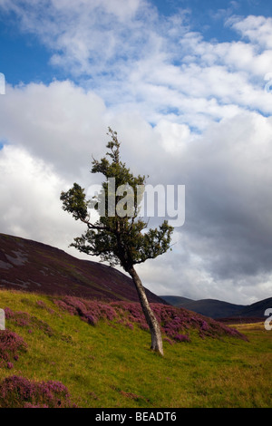 Glen Cluny oder Clunie in Cairngorms National Park, Aberdeenshire, Schottland, Großbritannien Stockfoto