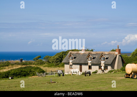 dh SARK SARK Inselstaat Reetdachhaus und Pferd im ländlichen Bereich Stockfoto