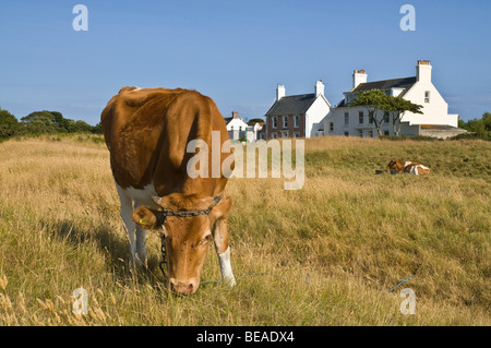 Dh Guernsey Guernsey GUERNSEY Tethered Kuh Kuh Beweidung auf Weideland Feld Molkerei Gras Stockfoto