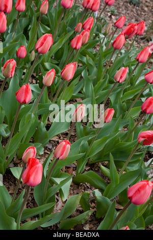 Große Gruppe von Tulpen Stockfoto