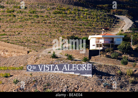 Weinberge Quinta Vista Alegre Douro portugal Stockfoto