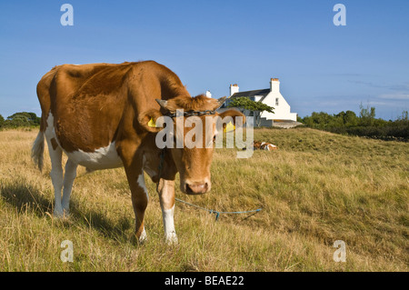 dh Guernsey Cow Tier GUERNSEY angebunden Guernsey Kuh auf Weideland Feld lokalen Milchwirtschaft ländlichen Stockfoto