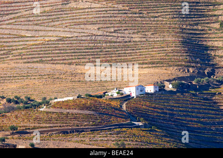 Weinberge Quinta Vista Alegre Douro portugal Stockfoto