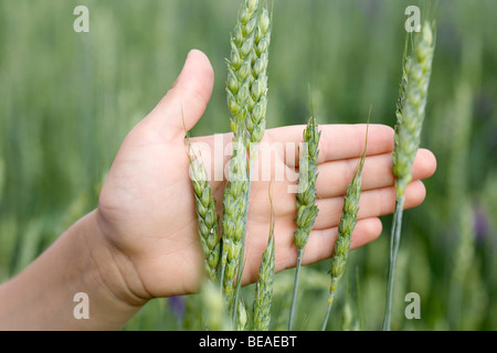 Detail einer Person Hand berühren Weizen wächst in einem Feld Stockfoto