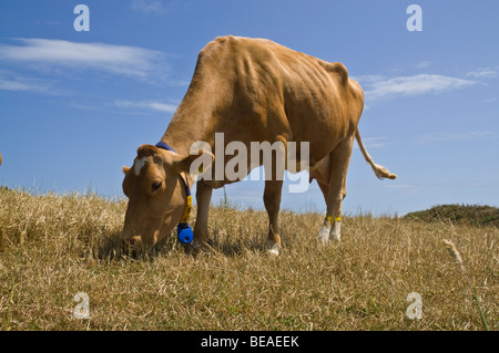 Dh Guernsey GUERNSEY Guernsey Kuh Kuh grasen in Stubbled Feld Molkerei Kühe melken Ein essen Gras Stockfoto