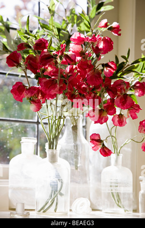 Ein Blumenstrauß Duftende Platterbse (Lathyrus man) Stockfoto