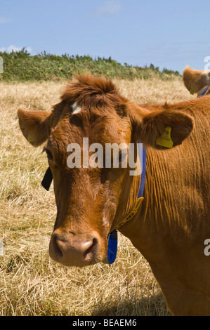 dh-Guernsey-Kuh Tier GUERNSEY Guernsey Kuhkopf Nahaufnahme Kuhmilch Vieh Gesicht Rasse Stockfoto