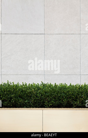 Boxed Hecke vor einem Bürogebäude, Manhattan, New York City, NY, USA Stockfoto