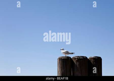 Möwe thront auf einem Poller Stockfoto