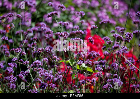 Blumen in Mont Royal Park Montreal Kanada Stockfoto