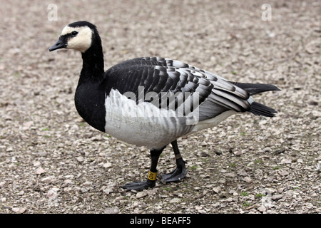 Side View Of A Barnacle Goose Branta Leucopsis Taken an Martin bloße WWT Lancashire, UK Stockfoto