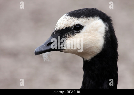 Kopf und Schnabel von A Barnacle Goose Branta Leucopsis Taken an Martin bloße WWT Lancashire, UK Stockfoto