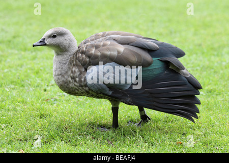 Blue-winged Gans Cyanochen Cyanoptera stehend auf Rasen genommen bei Martin bloße WWT, Lancashire UK Stockfoto