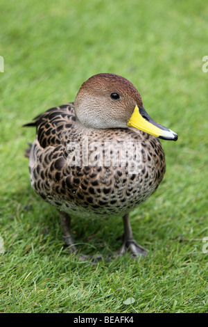 Braun (oder chilenische) Pintail Anas Georgica Spinicauda Taken an Martin bloße WWT, Lancashire UK Stockfoto