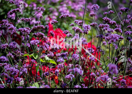 Blumen in Mont Royal Park Montreal Kanada Stockfoto