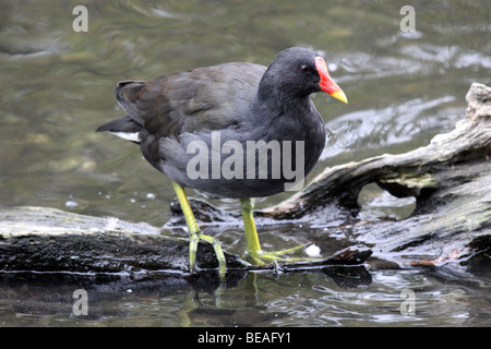 Gemeinsamen Moorhen Gallinula Chloropus stehend auf Log bei Martin bloße WWT, Lancashire UK Stockfoto