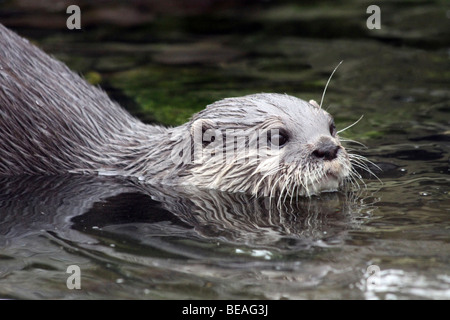 Orientalische kleine krallte Otter Aonyx Cinerea schwimmen genommen bei Martin bloße WWT, Lancashire UK Stockfoto