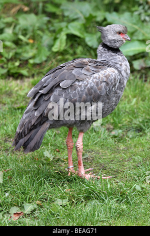 Südlichen Crested Screamer Chauna Torquata bei Martin bloße WWT, Lancashire UK Stockfoto