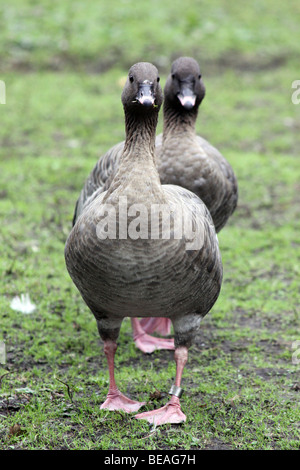 Pink-footed Gans Anser Brachyrhynchus genommen bei Martin bloße WWT, Lancashire UK Stockfoto