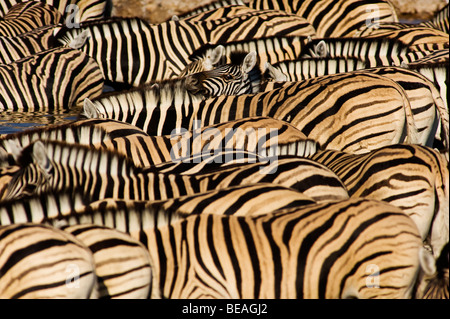 Meer von Zebras trinken am Wasserloch von Okaukuejo, Etosha Nationalpark, Namibia Stockfoto