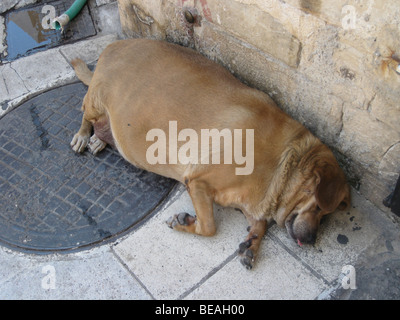 Große dicke und Runde Hund schläft mit seiner Zunge draußen auf dem Bürgersteig. Hania. Kreta. Griechenland. Stockfoto