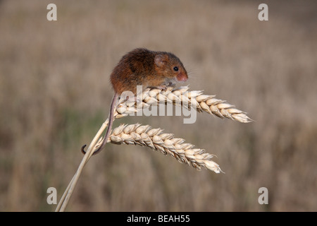 Ernte Maus, Micromys Minutus, Maispflücker, Midlands, September 2009 Stockfoto