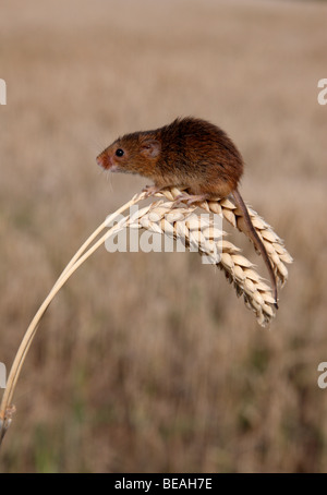 Ernte Maus, Micromys Minutus, Maispflücker, Midlands, September 2009 Stockfoto