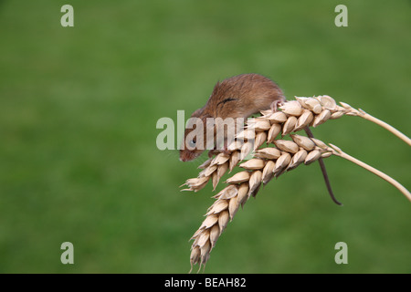 Ernte Maus, Micromys Minutus, Maispflücker, Midlands, September 2009 Stockfoto