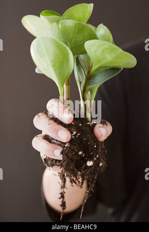 Frau, die Pflanze durch die Wurzeln Stockfoto