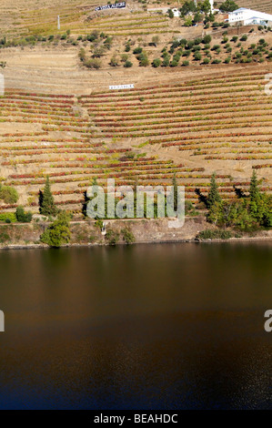 Weinberge Ferreira Quinta Vista Alegre Douro portugal Stockfoto