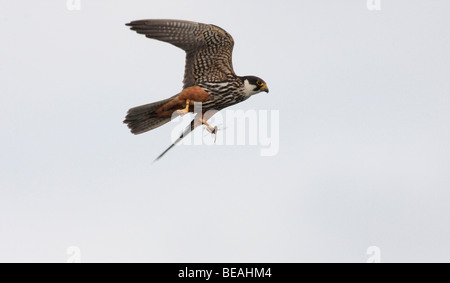 Hobby, Falco Subbuteo, Flug, Staffordshire, September 2009 Stockfoto