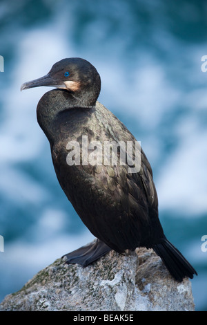 Brandts Kormoran (Phalacrocorax Penicillatus), Point Lobos State Reserve, Kalifornien, USA Stockfoto