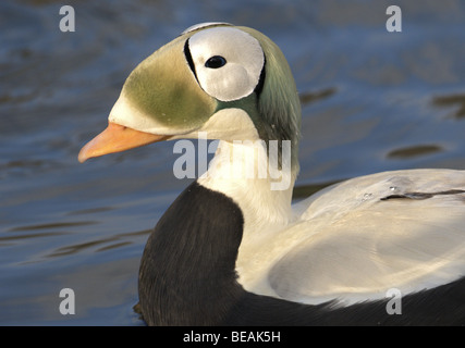 MÄNNLICHER BRILLENTRAGENDE EIDERENTE SOMATERIA FISCHERI SCHWIMMEN AUF WASSER WINTER UK Stockfoto