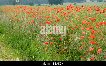 Gemeinsamen Mohn (Papaver Rhoeas) wachsen entlang Feldrand, Shropshire, England Stockfoto