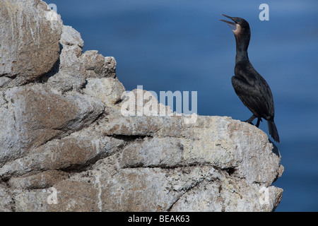 Brandts Kormoran (Phalacrocorax Penicillatus), Point Lobos State Reserve, Kalifornien, USA Stockfoto