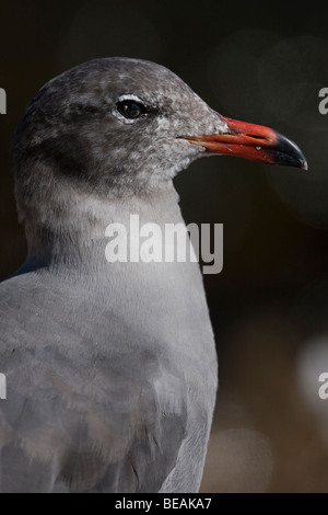 Heermann Möwe (Larus Heermanni) im Winterkleid, Point Lobos State Reserve, Kalifornien, USA Stockfoto