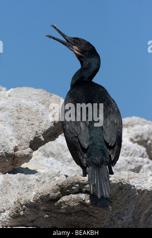 Brandts Kormoran (Phalacrocorax Penicillatus), Point Lobos State Reserve, Kalifornien, USA Stockfoto