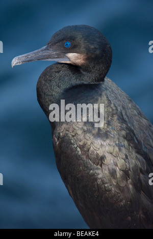 Brandts Kormoran (Phalacrocorax Penicillatus), Point Lobos State Reserve, Kalifornien, USA Stockfoto