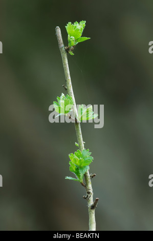 Gemeine Esche, Fraxinus Excelsior, hinterlässt auf Bäumchen, Kent, England. Stockfoto