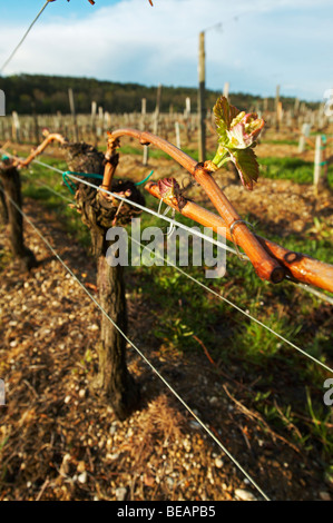 Guyot Doppel Training mit Knospe Weingut Château pey la tour Bordeaux Frankreich Stockfoto