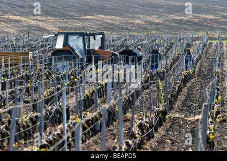 Traktor im Weinberg Clos des Quatre vents Margaux Medoc Bordeaux Frankreich Stockfoto