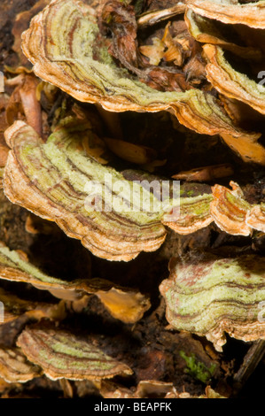 Behaarte Vorhang Kruste (Stereum Hirsutum) Pilz Stockfoto