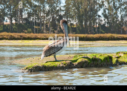 Brauner Pelikan, Pelecanus Occidentalis auf der Elkhorn Slough. Stockfoto