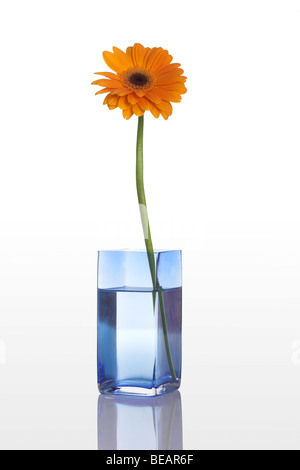 Eine blaue Vase mit einer orangefarbenen Gerbera Blume isoliert auf weißem Hintergrund Stockfoto