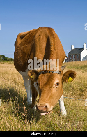 dh Guernsey Cow Tier GUERNSEY angebunden Guernsey Kuh Weiden Weide Feld ländlichen Milchwirtschaft Ackerland Stockfoto